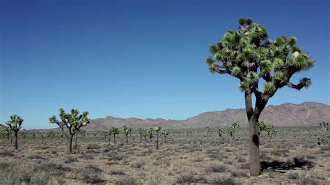 View Of Joshua Tree National Park Mojave Desert California United