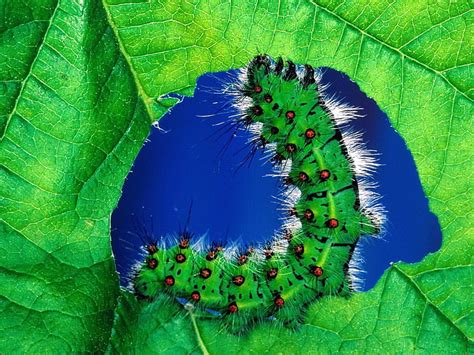Green Caterpillar Caterpillar Color Leaf Grass Hd Wallpaper