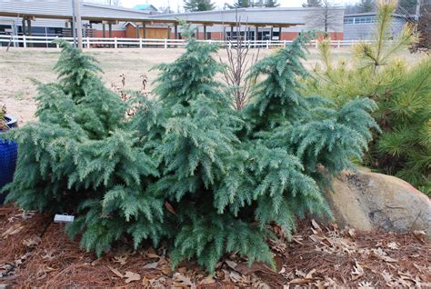 More than 50 years of research has gone into developing cherry trees with cold hardiness, dwarf stature and good fruit quality. Hardy Dwarf Deodara Cedars | What Grows There :: Hugh ...