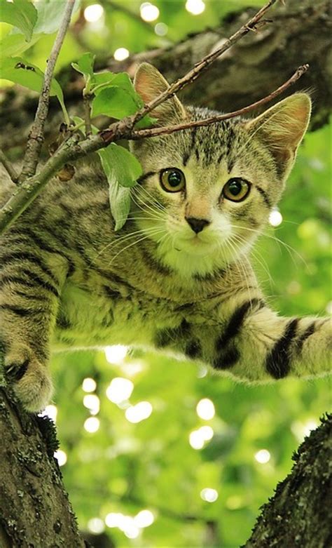 The Tiger Cat Cat Breeds Encyclopedia