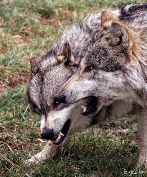 wolves being aggressive by Yair-Leibovich on DeviantArt
