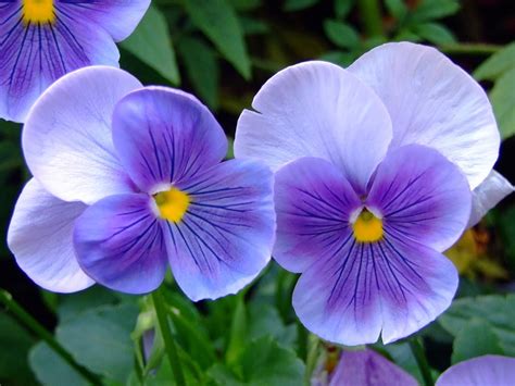 CaracterÍsticas Y Significado De La Hermosa Flor Violeta
