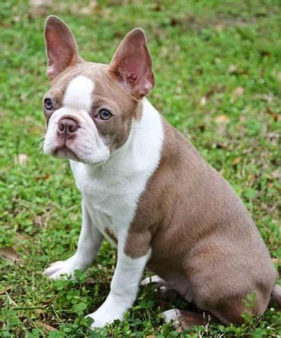 He can outlive a doberman. Blue Boston Terriers , Lilac Boston Terriers | Boston terrier