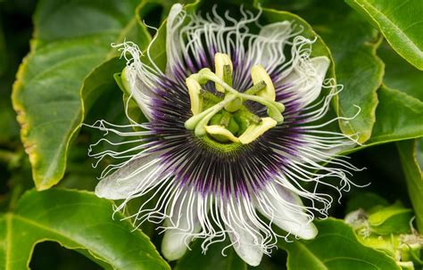 how to grow passion flowers suttons gardening grow how