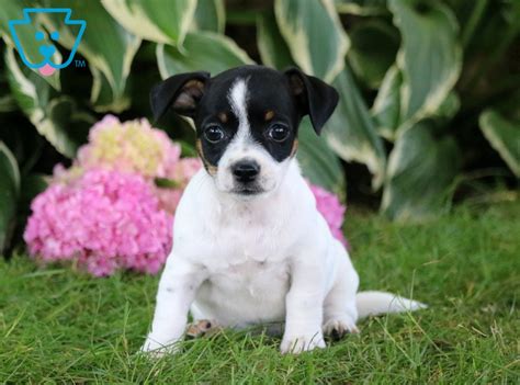 We also want to make sure that you know that you are prepared to make the commitment to your dog. Happy | Jack Russell Mix Puppy For Sale | Keystone Puppies