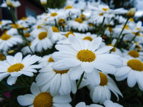 15 Interesting Facts About Daisies Discover Walks Blog