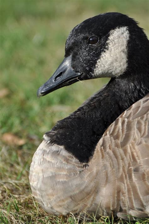Close Up Canadian Goose Stock Image Image Of Bird Rock 16301155