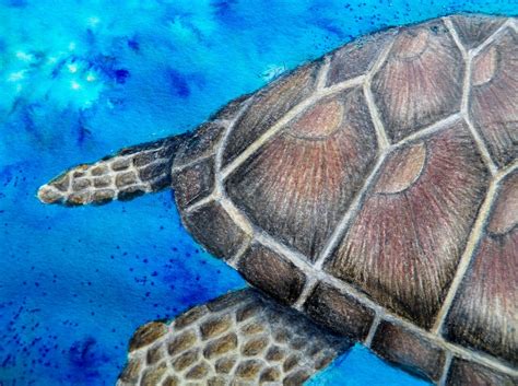 Cayman Sea Turtle Drawing And Watercolor Painting 8x10 Print Etsy