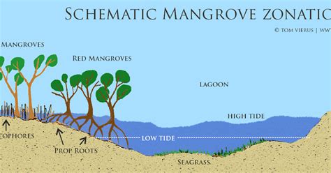 Mangroves In India