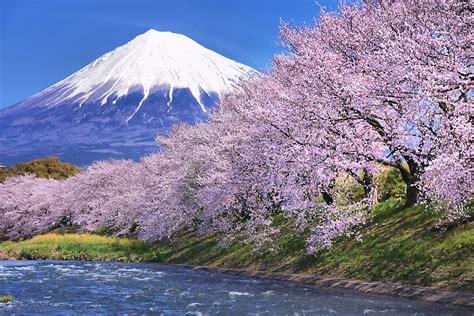 Memotret Bunga Sakura Di Jepang Saran Tempat Panorama And Fotografi Pro 1
