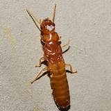 Termite Look Alikes Photos