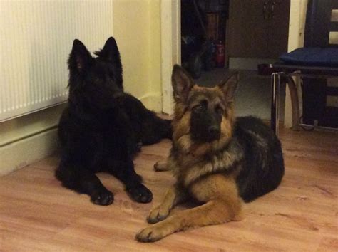 Click here to be notified when new king shepherd puppies are listed. King German Shepherd for sale | Crewe, Cheshire | Pets4Homes