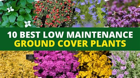 Best Low Maintenance Ground Cover Plants For Landscaping Youtube