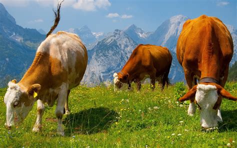 Cows Wallpapers Pictures Images