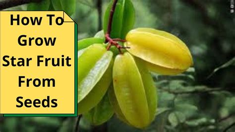 How To Grow Star Fruit From Seeds Youtube
