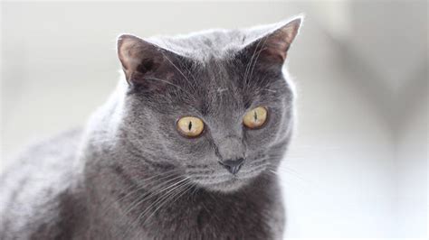Chartreux - Price, Personality, Lifespan