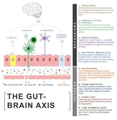 Anxiety Depression And Gut Health Its Not All In Your Head