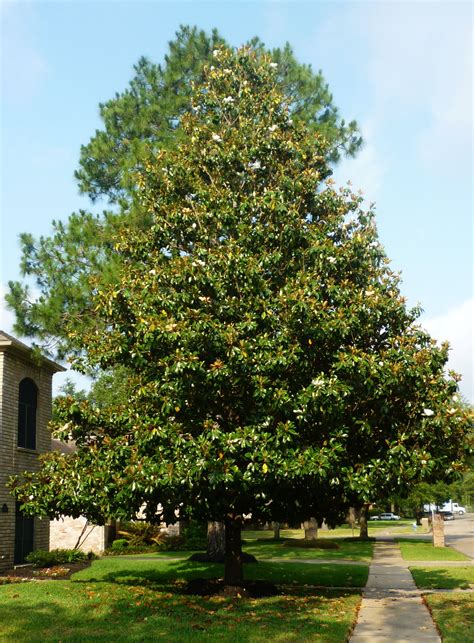 Southern Magnolia Tree Facts In Deep South Landscapes Southern