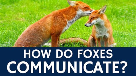 How Foxes Communicate With Each Other Quick Animal Facts Youtube