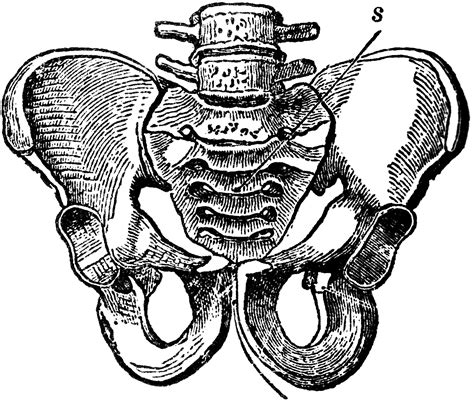 Pelvic Bone Male Clipart Etc