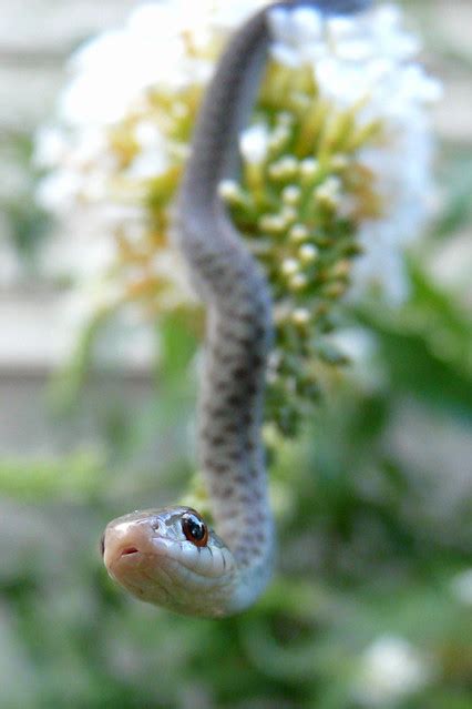 A Baby Eastern Garter Snake Reaches For The Lens Flickr Photo