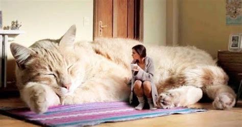 Meet The Top 10 Biggest Cats In The World Large Cat Breeds Big Cats