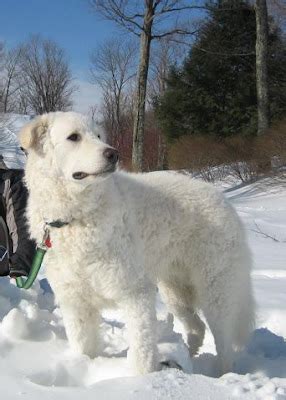 colorado great pyrenees rescue community whats  big white dog