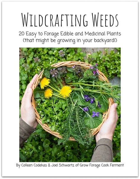 Wildcrafting Weeds 20 Easy To Forage Edible And Medicinal Plants