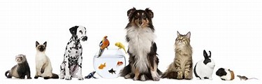 Image result for pet sitting