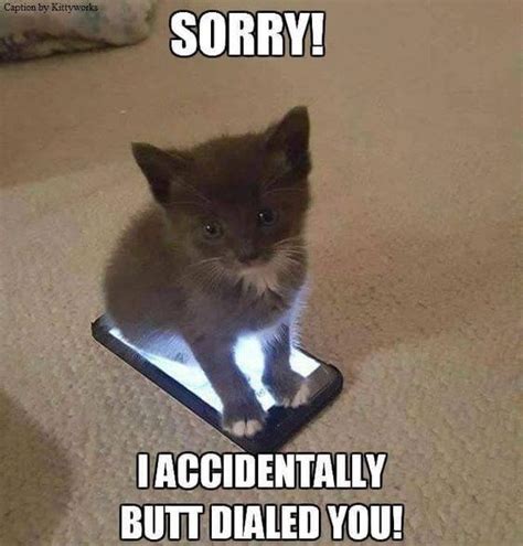 Wholesome Collection Of Adorable Kitten Memes Funny Cat Memes