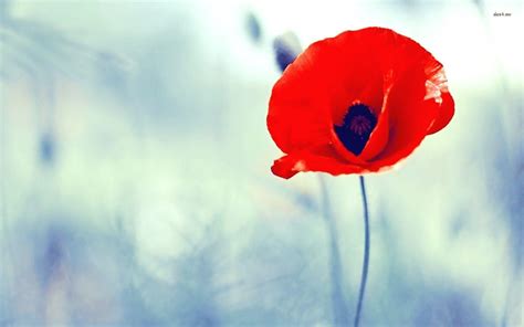 Poppy Flowers Wallpapers Wallpaper Cave