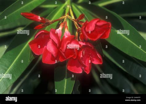 Oleander Bush High Resolution Stock Photography And Images Alamy
