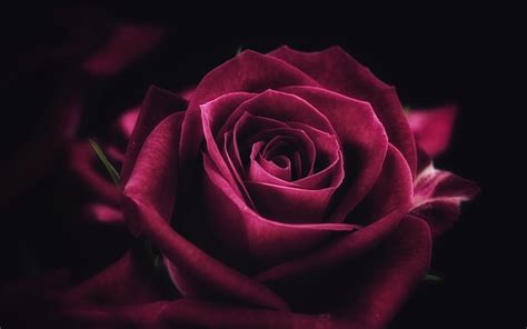 Four Pink Rose Iphone Background