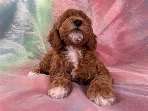 Dark Red Female Cockapoo Puppies With White Markings For Sale Now