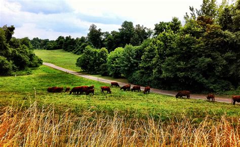 As niman writes, grazing animals keep invasive annual weeds under. "Grass-Fed" On The Label: What It Does (And Doesn't) Tell You