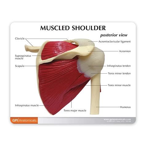 Buy Shoulder Joint W Muscles Model Human Body Anatomy Replica Of