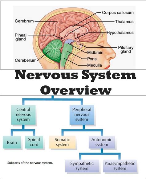 Chsh Teach Brain Nervous System Neuroscience Teaching Materials