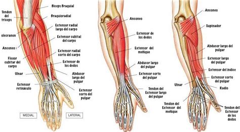 AnatomÍa Del Miembro Superior Ximena GutiÉ Mind Map