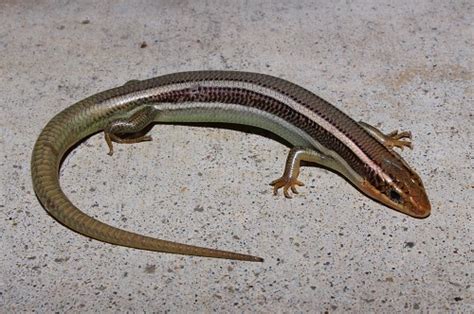 Western Skink Facts And Pictures
