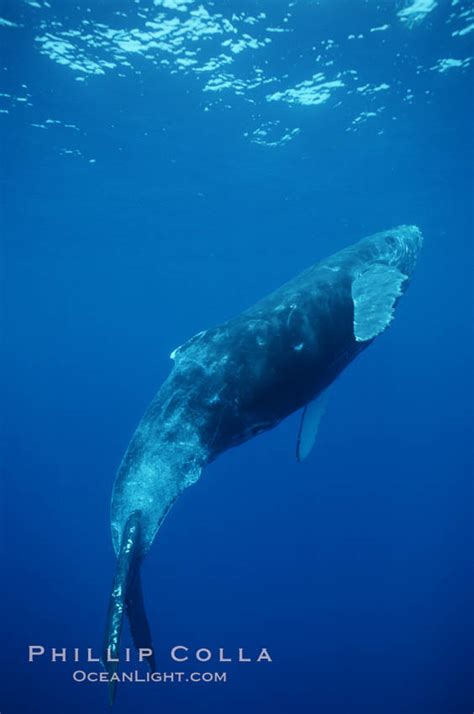 North Pacific Humpback Whale Calf Megaptera Novaeangliae Maui Hawaii