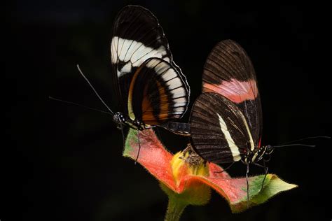Male Butterflies Mark Their Mates With A Repulsive Smell During Sex To ‘turn Off Other Suitors