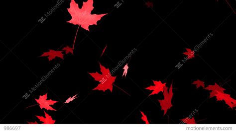 Hd Loopable Falling Maple Leaves Animation With Alpha Channel Stock