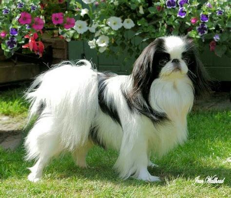 Pin By Cindi Flaeschel On Dogs In 2020 Japanese Chin Dog Japanese