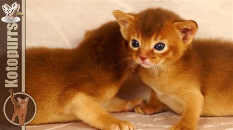 Abyssinian Baby Kittens In The Big World Kotopurrs Youtube