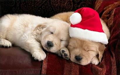 Sleeping Puppies Animals Adorable Eve Couch Puppy