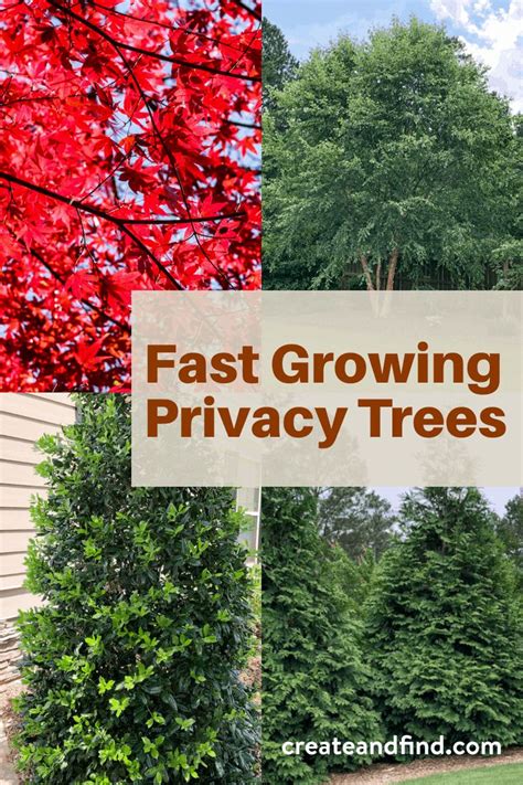 Fast Growing Privacy Trees Create And Find Privacy Trees Fast