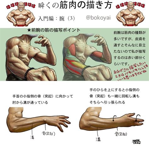 Drawing The Human Figure Tips For Beginners 팔 근육 아나토미 및 근육