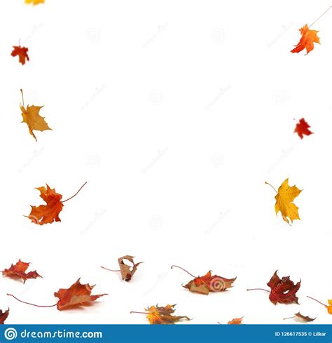 Autumn Falling Maple Leaves On White Background Stock Image Image Of