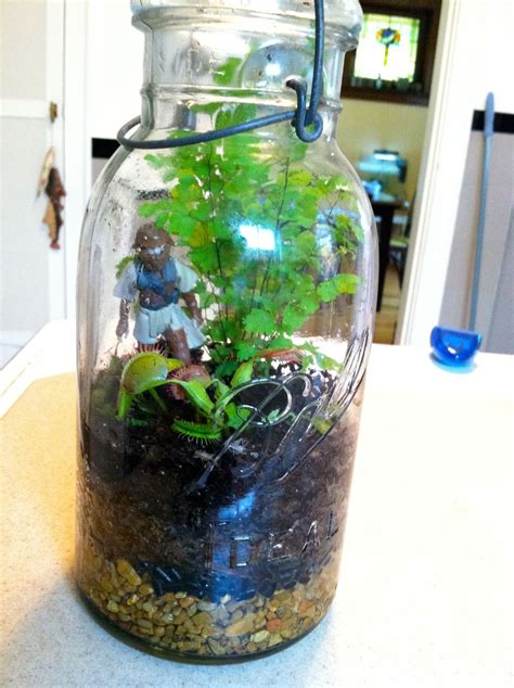 Insufficient sunlight will cause your flytrap's leaves to become weak and floppy, and the insides of its traps will lack red colouration. Planet Endor Inspired Terrarium w/ Venus Fly Trap & Fern ...
