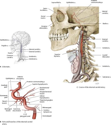 Neurovasculature Of The Skull And Face Atlas Of Anatomy